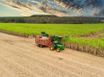 Buy Brazilian Sugar