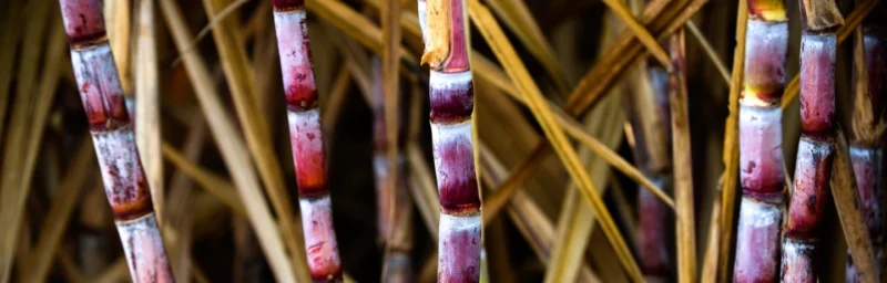 Brazil sugar exporters